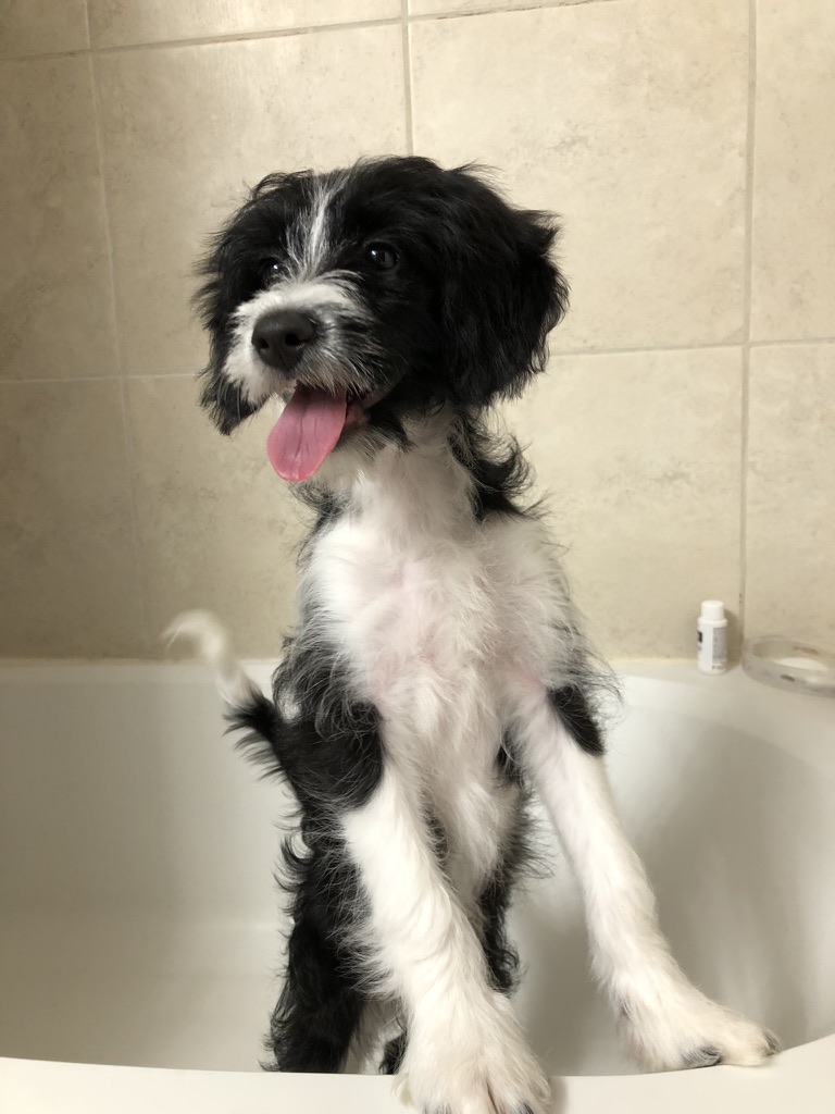 Raya Olivia the Mini Bernedoodle getting her first bath the day her parents picked her up