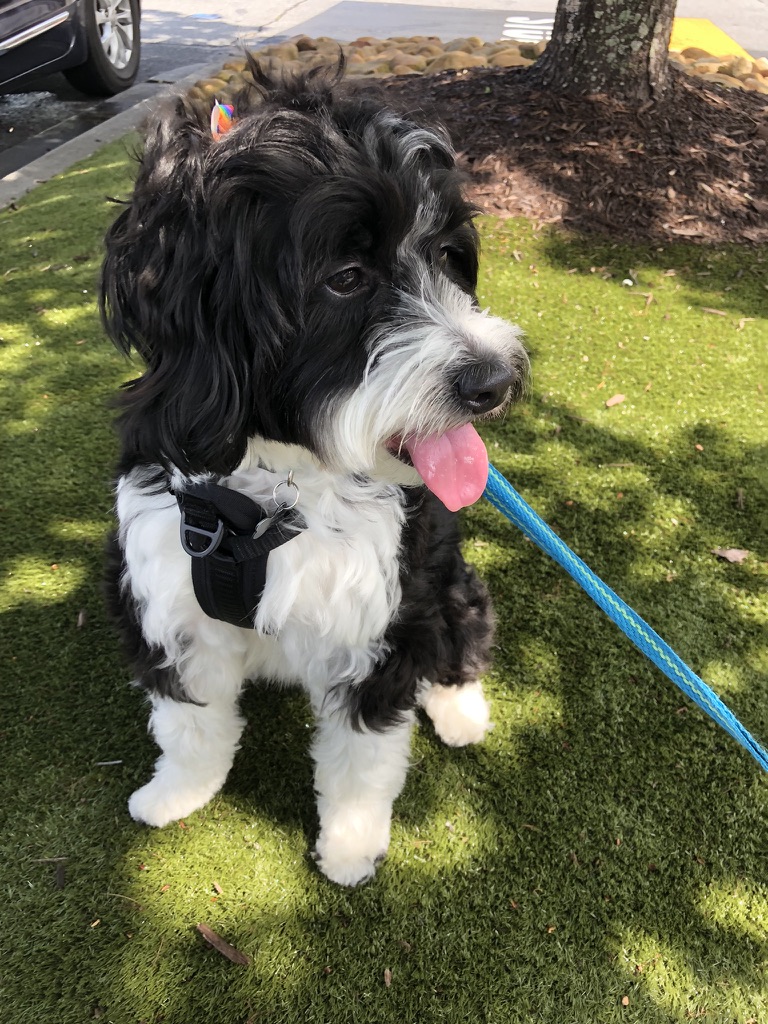 Raya Olivia the Mini Bernedoodle modeling after getting a hairut