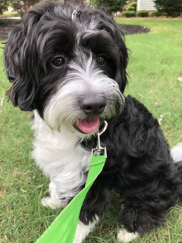 Raya Olivia the Mini Bernedoodle sitting on the grass