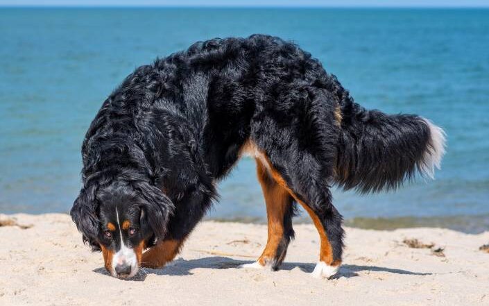 Bernedoodle walking on the beach