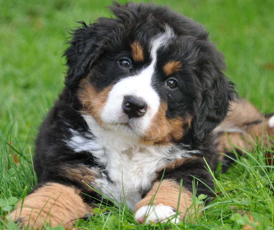 Bernedoodle Puppy on the grass. Are Bernedoodles good dogs?