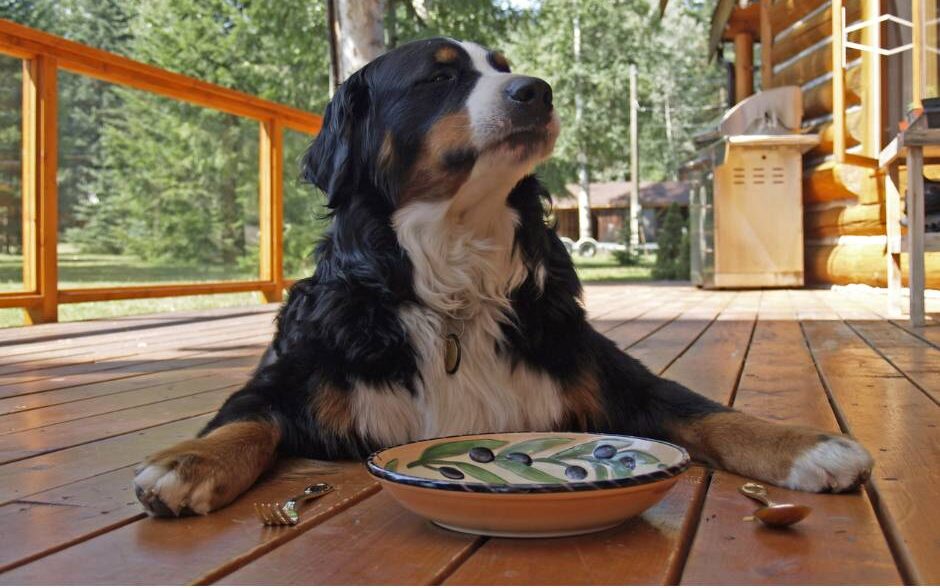 Bernedoodle dog waiting for food to be served