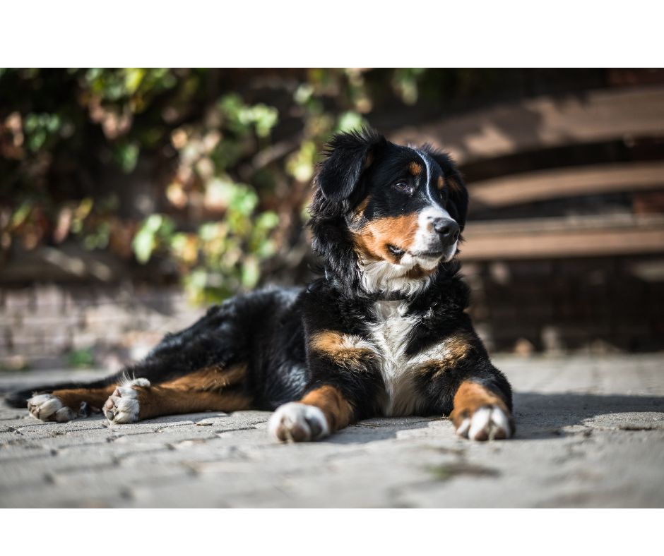 Bernedoodle relaxing on the ground