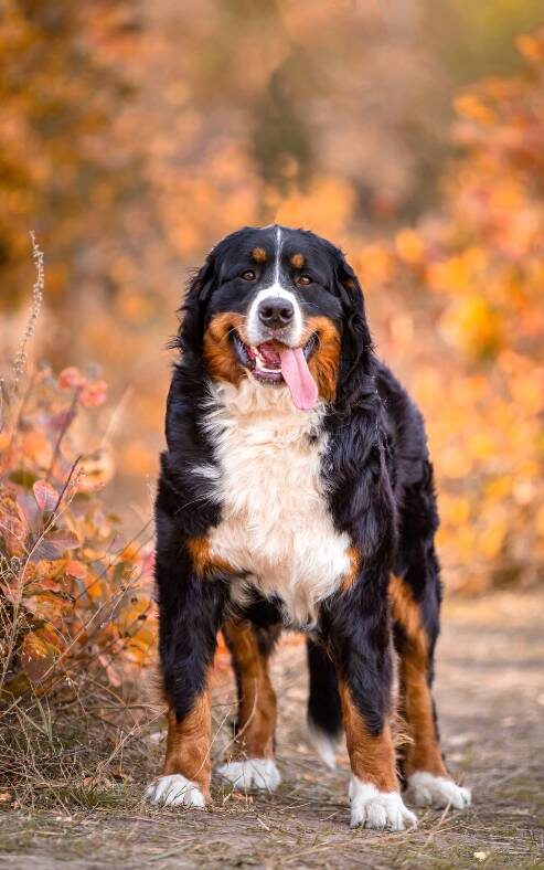 Bernedoodle standing in nature during fall