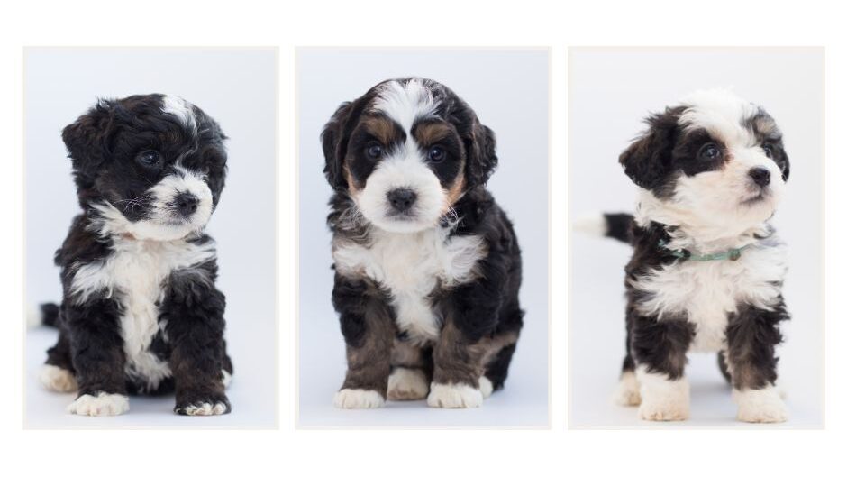 Picture depicting the different types of Bernedoodle color patterns