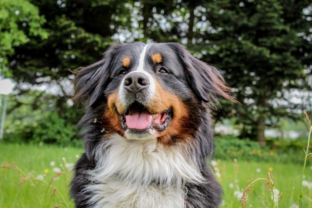 What to feed a Bernedoodle. Photo of a Bernedoodle in a field