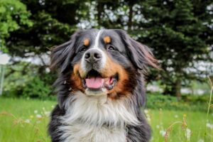 Bernedoodle in a park