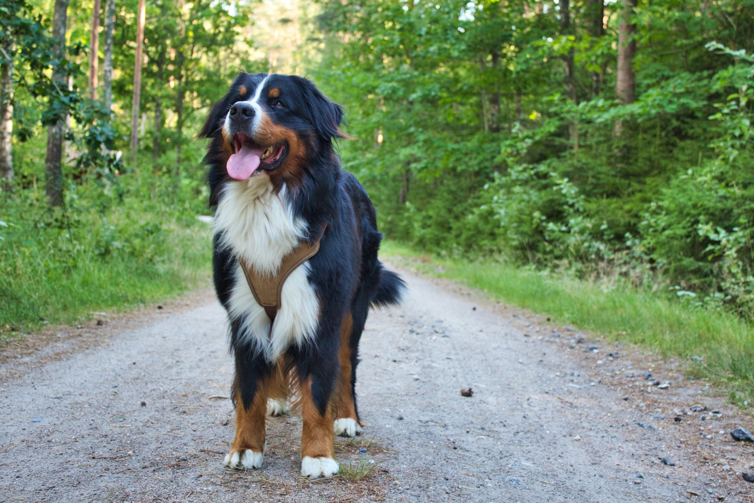 Bernedoodle standing on a path