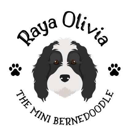 Raya the Bernedoodle