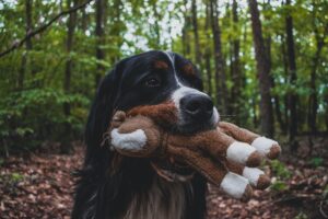 Bernedoodle playing with a toy