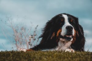 Bernedoodle on a field