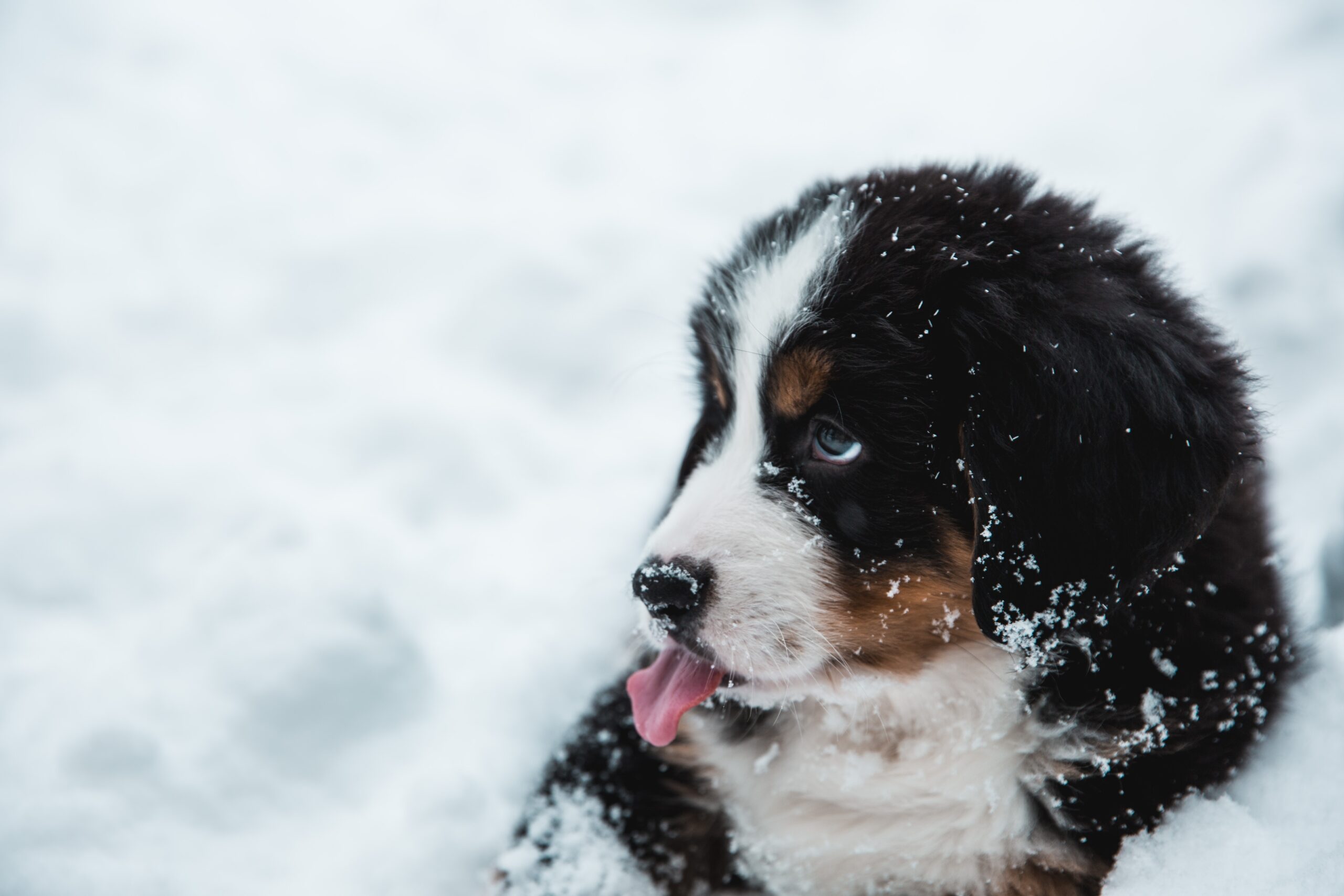 Bernedoodle on the snow