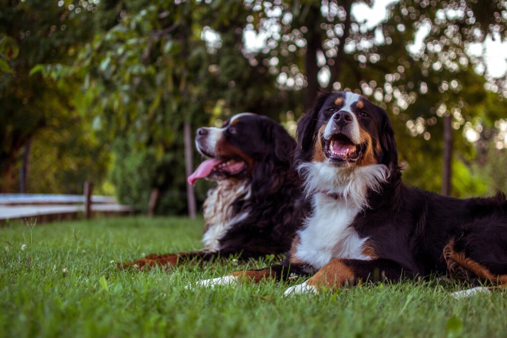 How to train a bernedoodle - Two bernedoodles laying on the grass