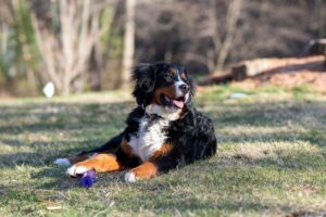 Bernedoodle laying on the grass