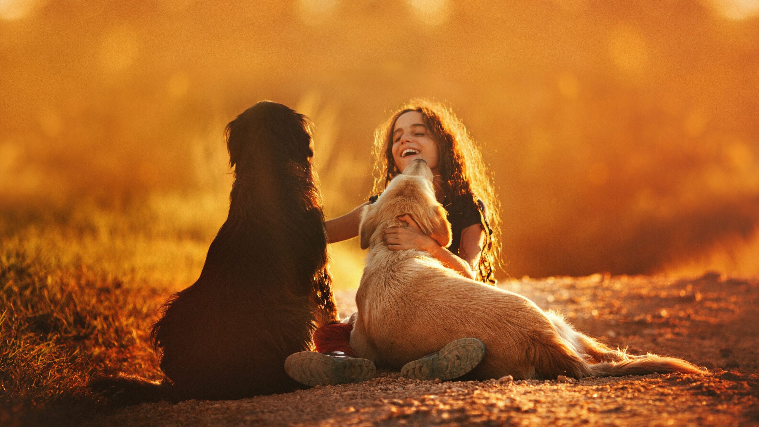 The Bernedoodle's temperament. A child playing with two dogs in a field