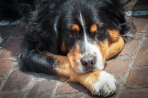 Bernedoodle laying down on ground