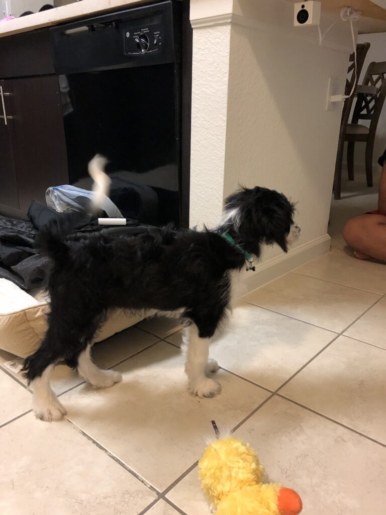 Puppy's first night home: Raya exploring everything in her new home