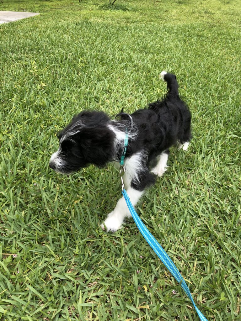 How to potty train a puppy - puppy walking on grass