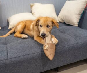 Dog biting a shoe