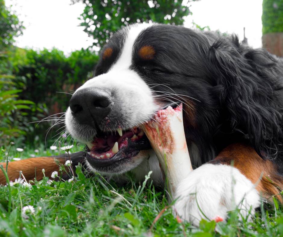 How to train a puppy not to bite. Bernedoodle chewing on a dog bone