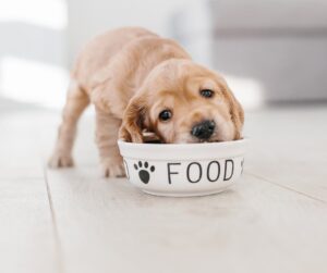 How to Get a Puppy to Eat: Tips From a Picky Eater