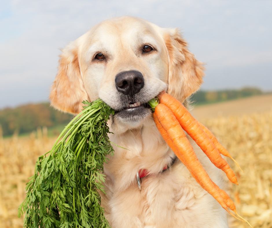 How to get a puppy to eat - dog holding a carrot in his mouth