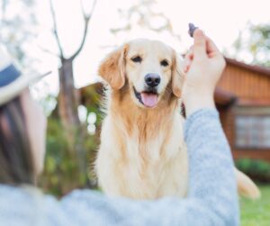 5 Easy Homemade Dog Treats for the Fall