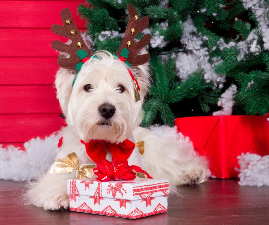 Top 15 Trending Dog Holiday Costume Ideas - Raya the Bernedoodle